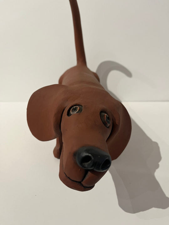 Dachshund