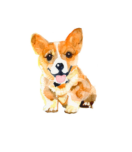Corgi Puppy