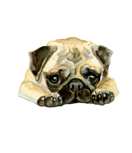 Fawn Pug