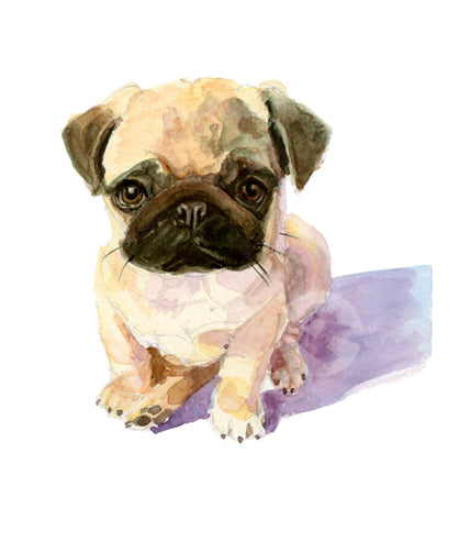 Pug Puppy