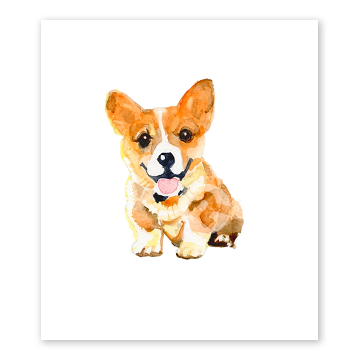 Corgi Puppy