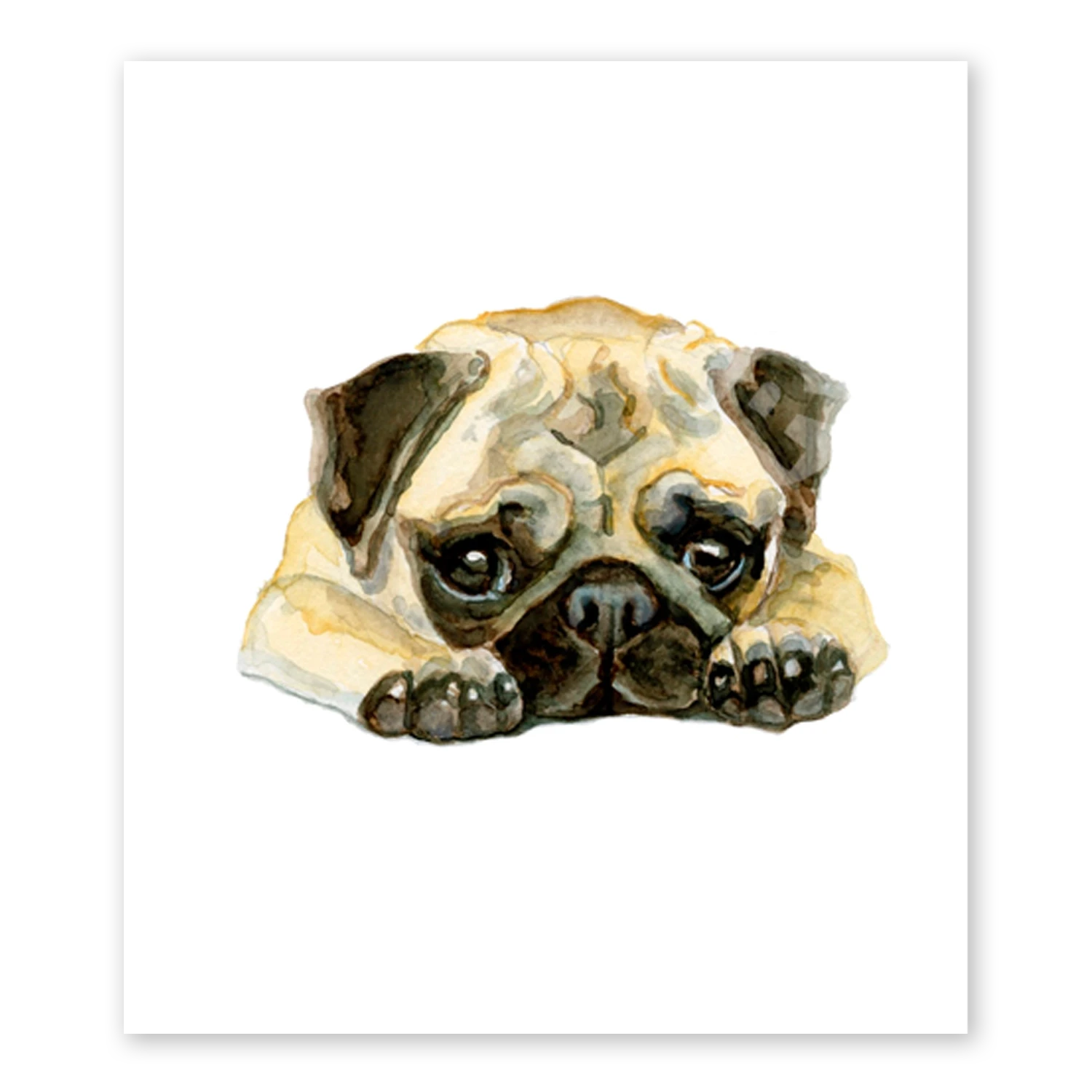 Fawn Pug
