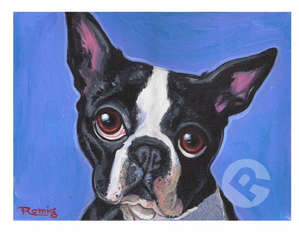 Boston Terrier