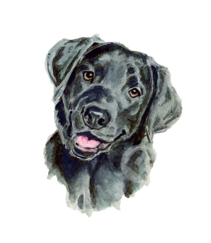 Black Labrador