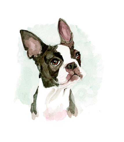Boston Terrier