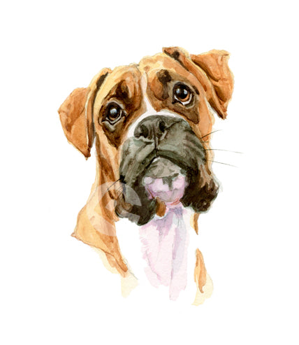 Boxer