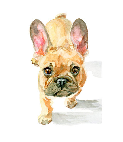 Frenchie