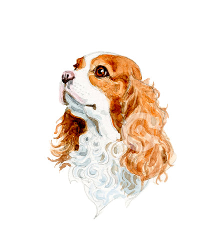 King Charles Spaniel