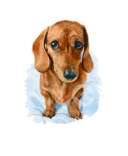 Sweet Dachshund