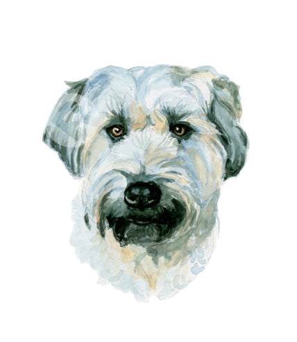 Soft Wheaten Terrier