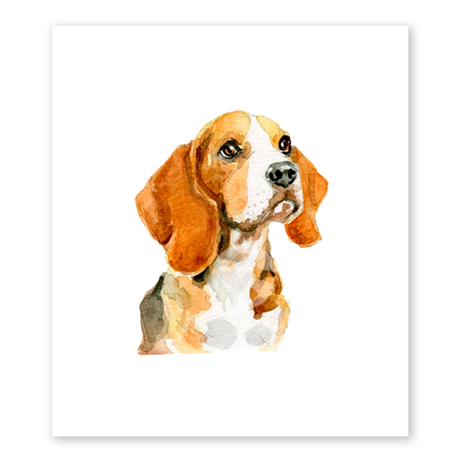 Beagle