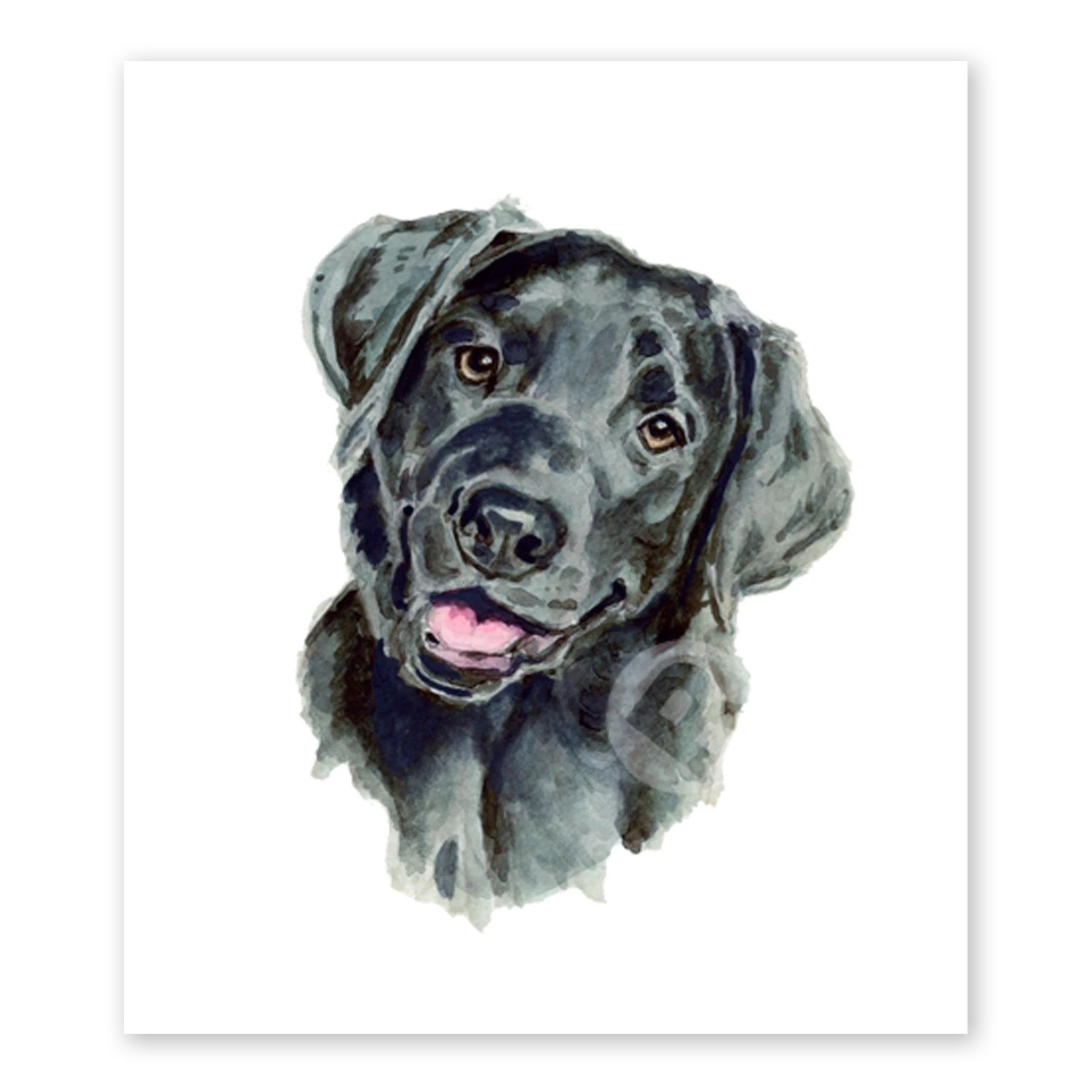 Black Labrador
