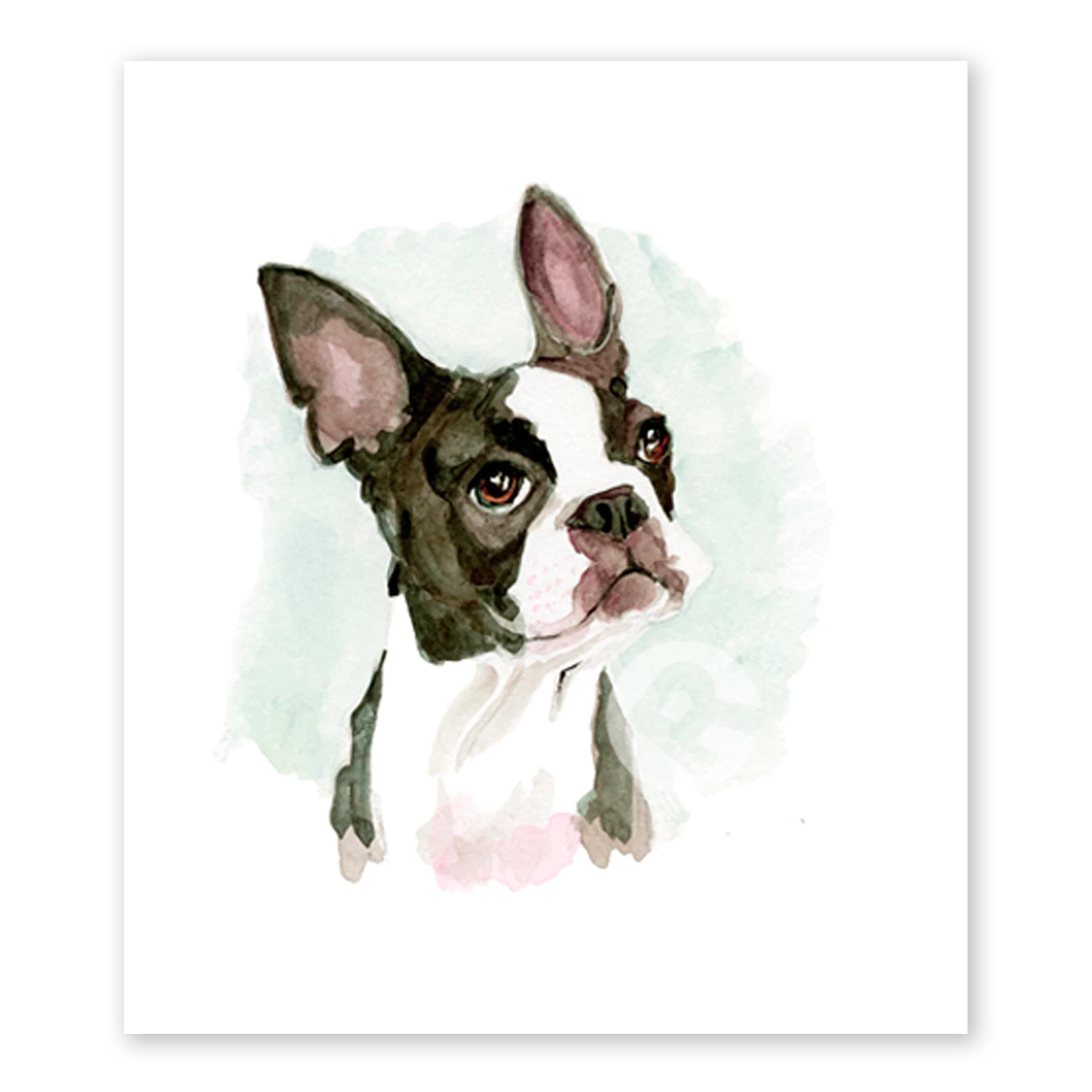 Boston Terrier