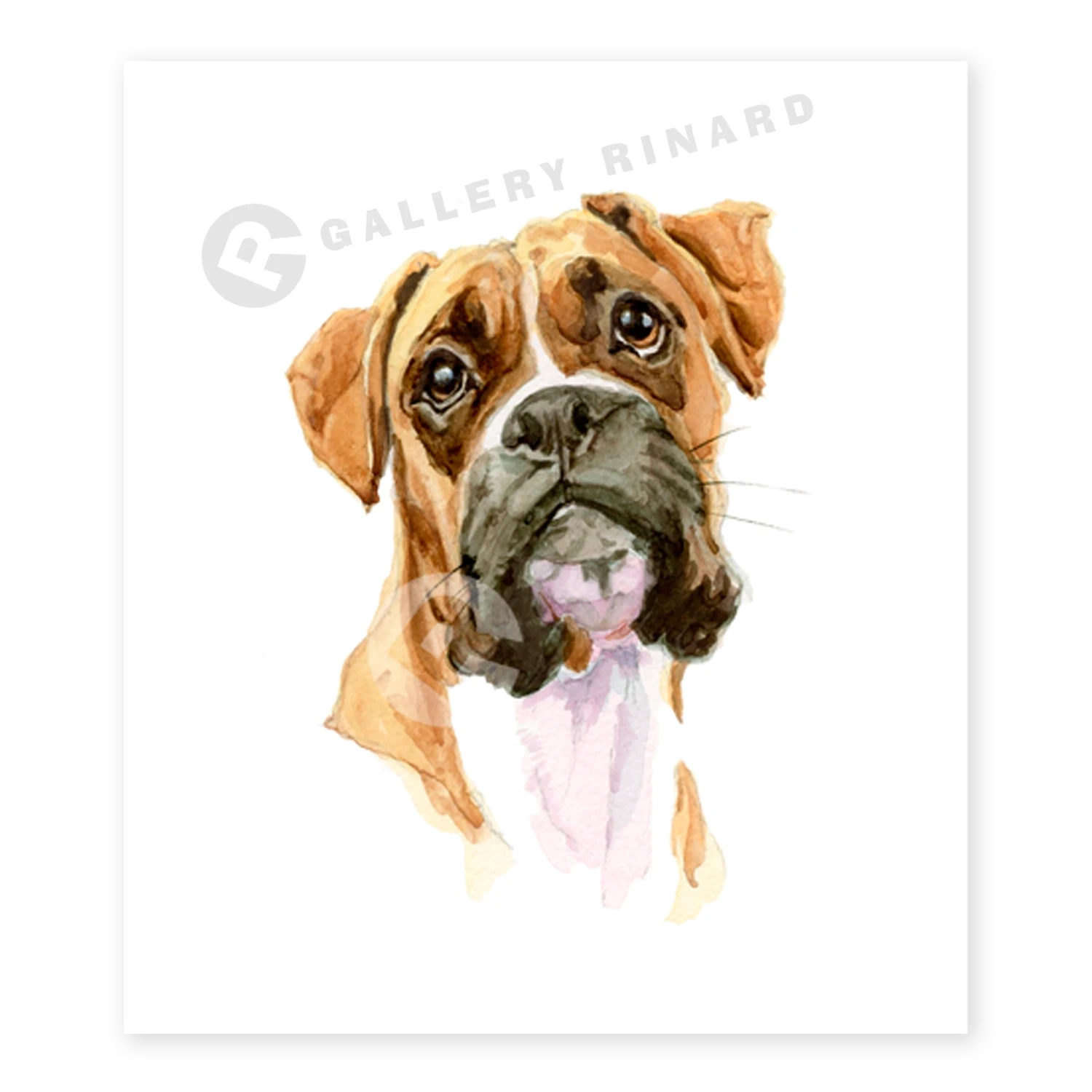 Boxer