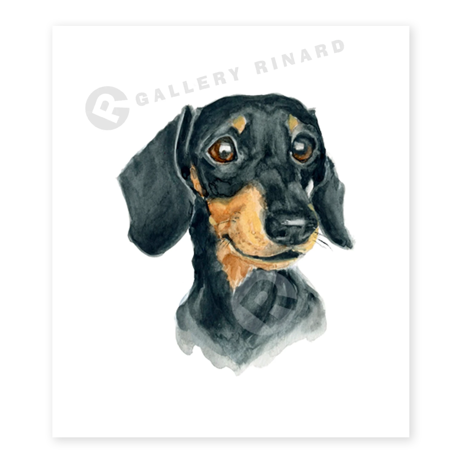 Black & Tan Dachshund