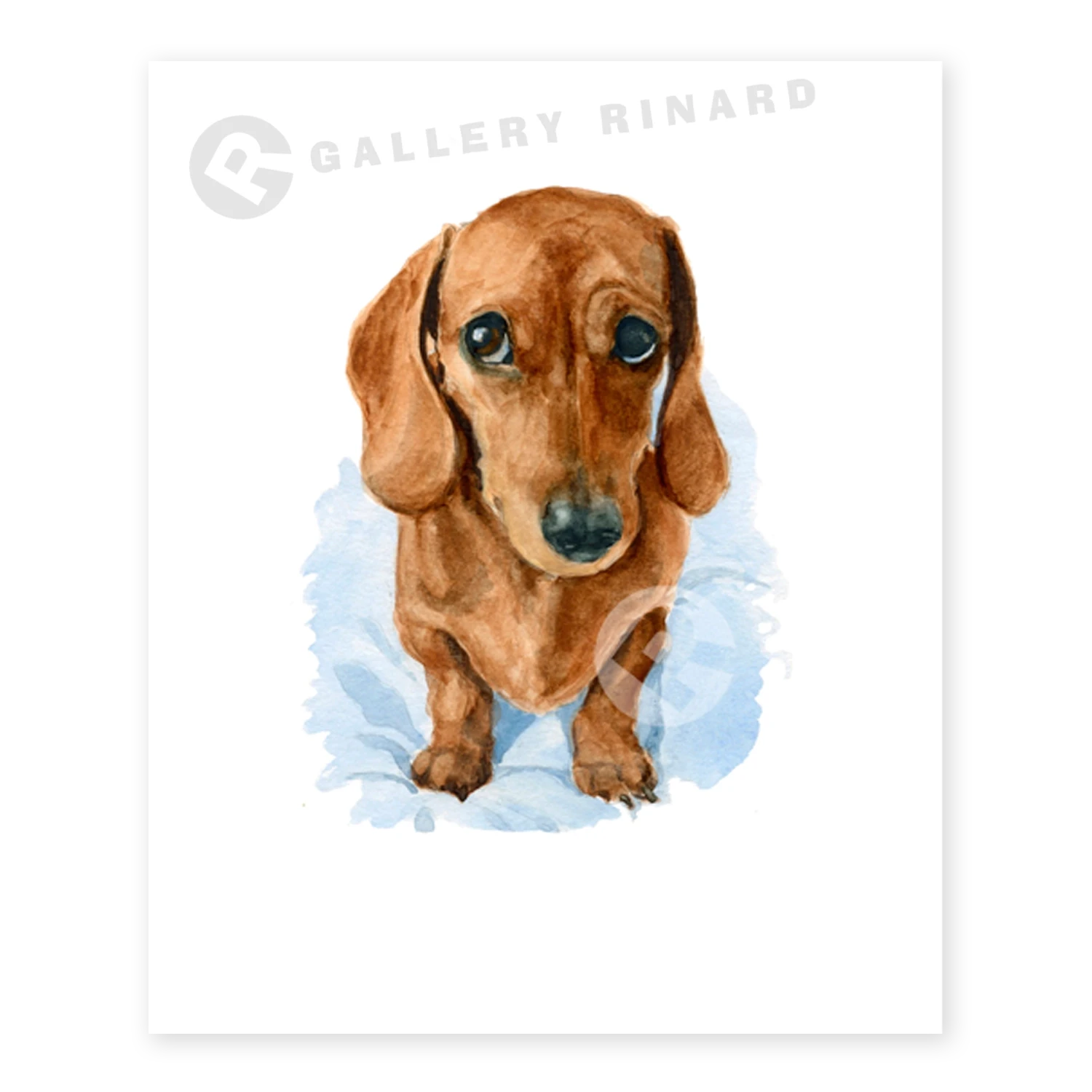 Sweet Dachshund