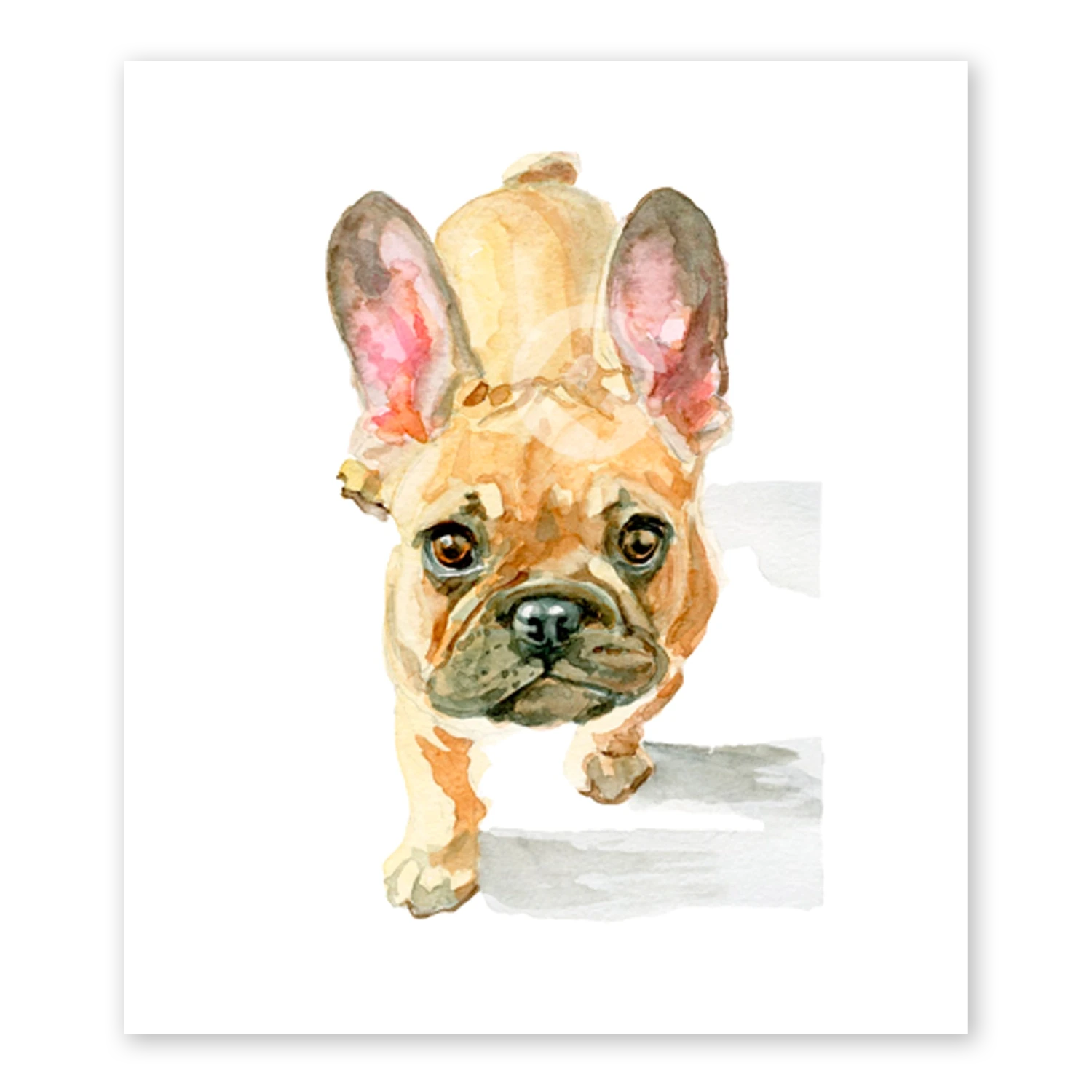 Frenchie