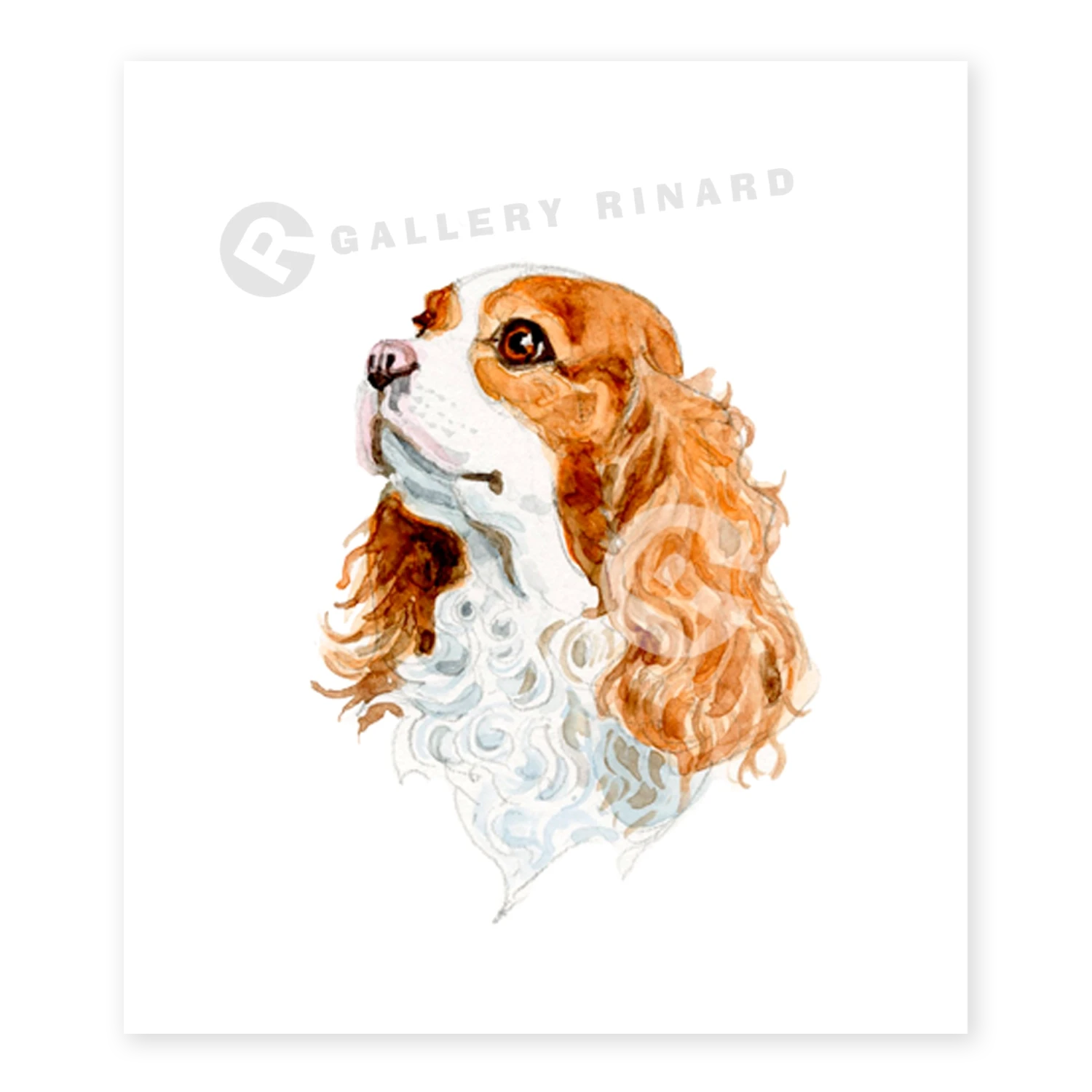 King Charles Spaniel