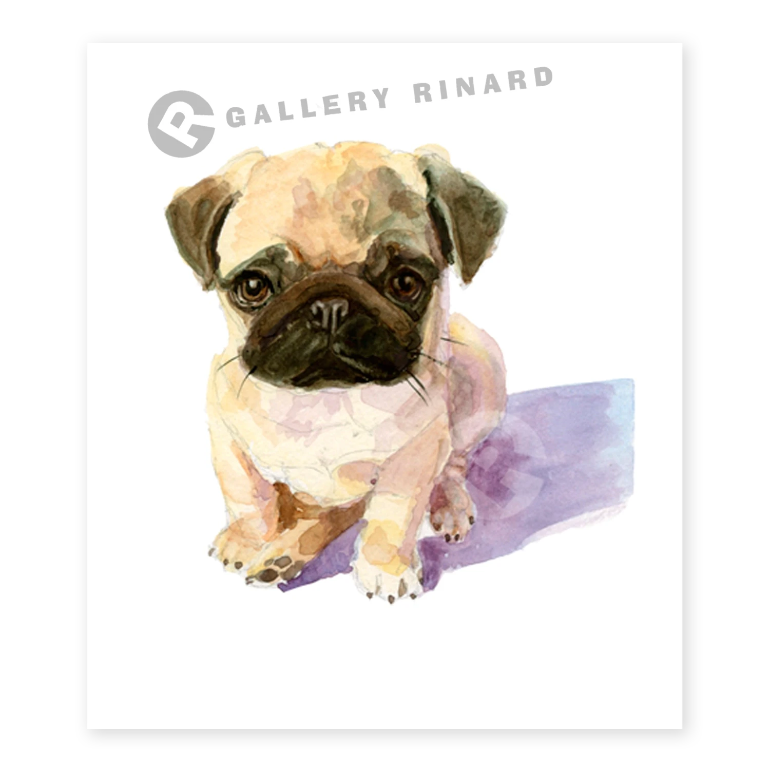 Pug Puppy